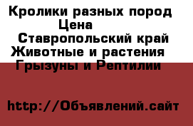Кролики разных пород › Цена ­ 200 - Ставропольский край Животные и растения » Грызуны и Рептилии   